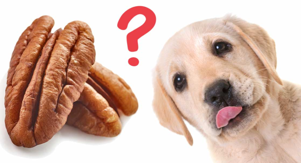 Can Dogs Eat Pili Nuts ThePetsAbout