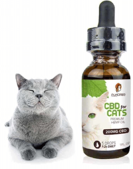 Cbd Oil For Cats Skin Conditions