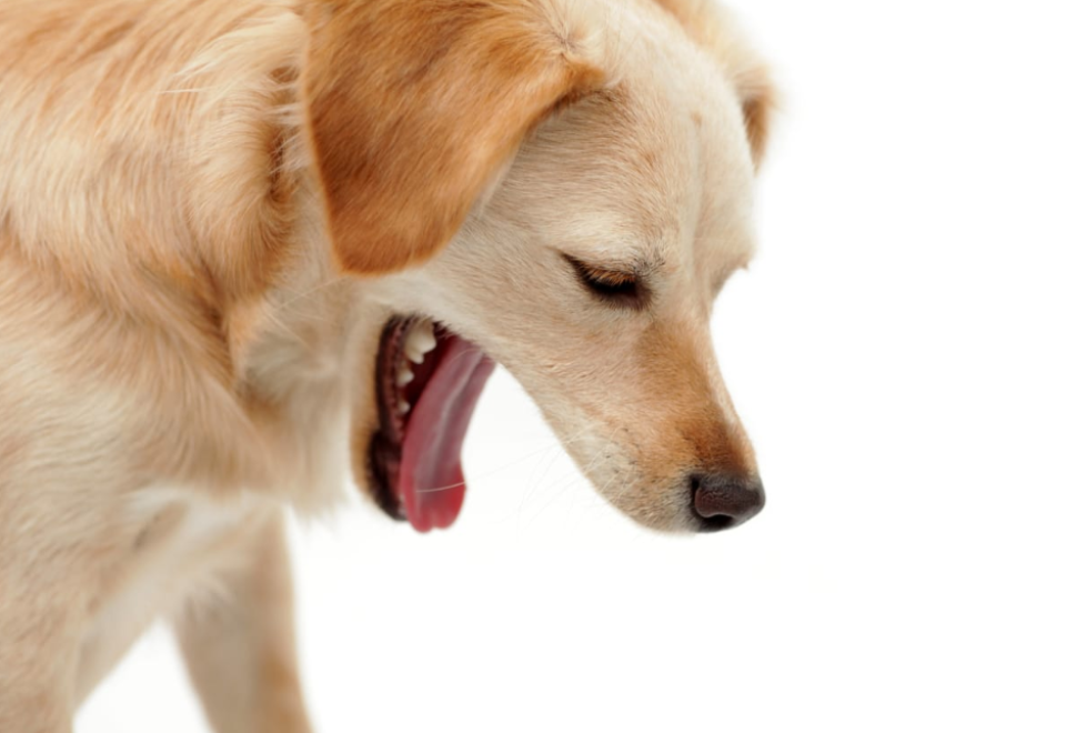 My dog has diarrhea and vomiting thepetsabout