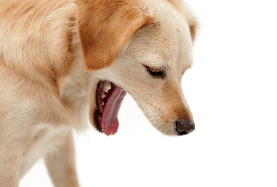 What Should Dogs Eat When They Are Sick