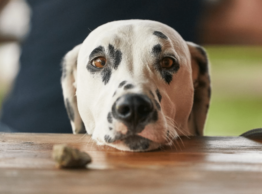 Dog Vomiting Yellow