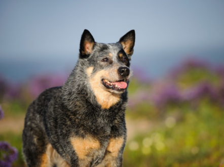 Healthiest Dog Breeds Under 25 Lbs - ThePetsAbout