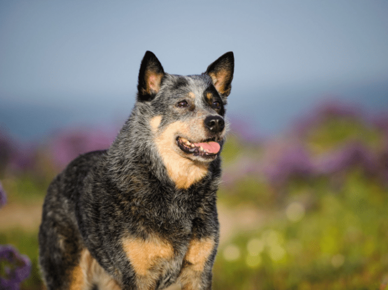 Healthiest Dog Breeds 2019