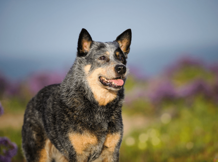 Healthiest Dog Breeds 2021