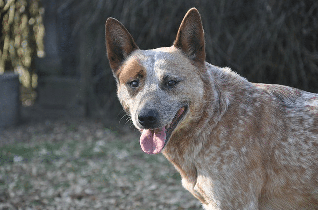Healthiest Large Dog Breeds