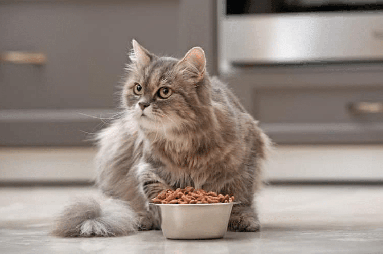 How Much Dry Food Should I Feed My Cat