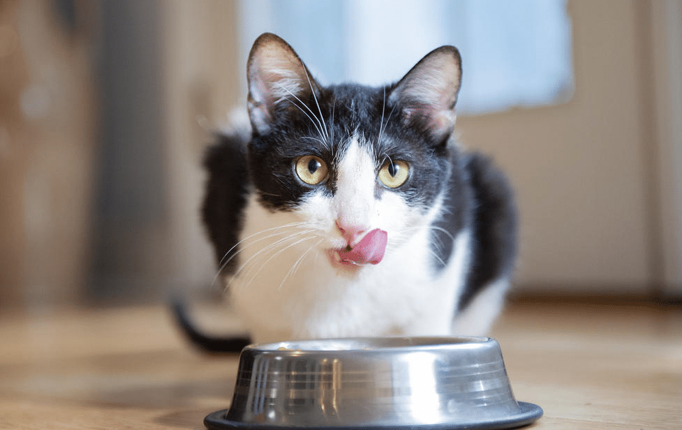 How Much Should I Feed My Cat By Age - ThePetsAbout