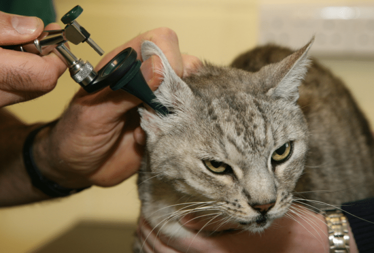 How To Check For Ear Mites In Cats