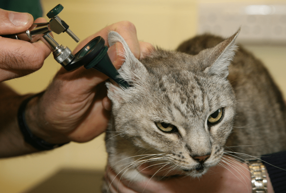 How To Treat Ear Mites In Cats