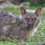 Long Haired Werewolf Cat