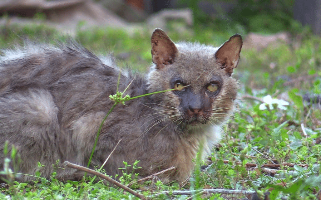 werewolf cat