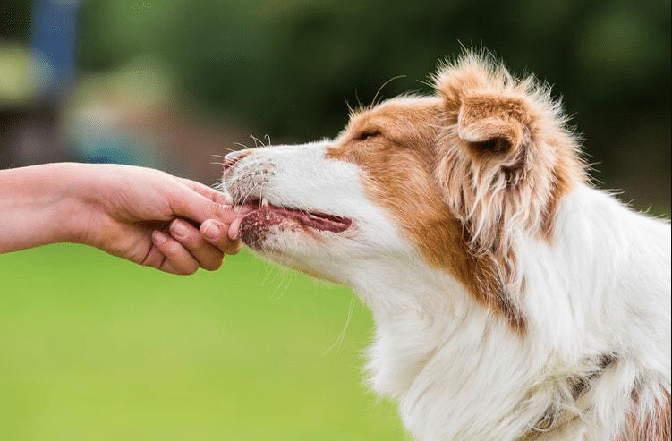 Melatonin For Dogs Barking