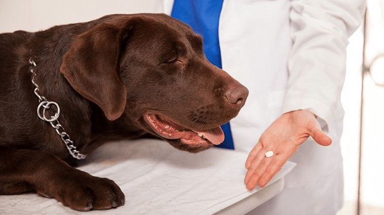 Melatonin For Dogs Skin