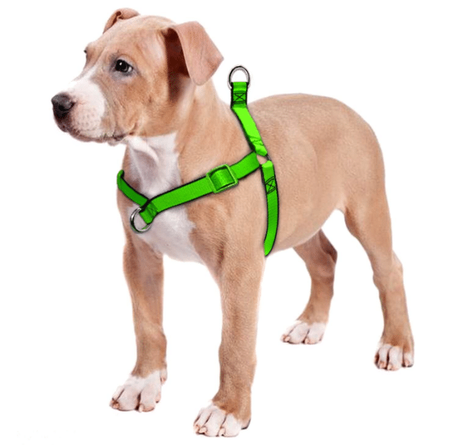 large dog harness