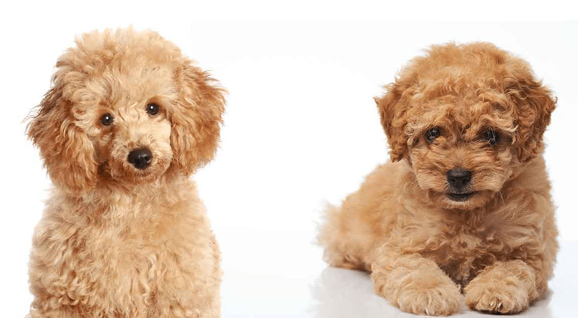 Toy Poodle Breeders