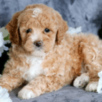 Toy Poodle Breeders