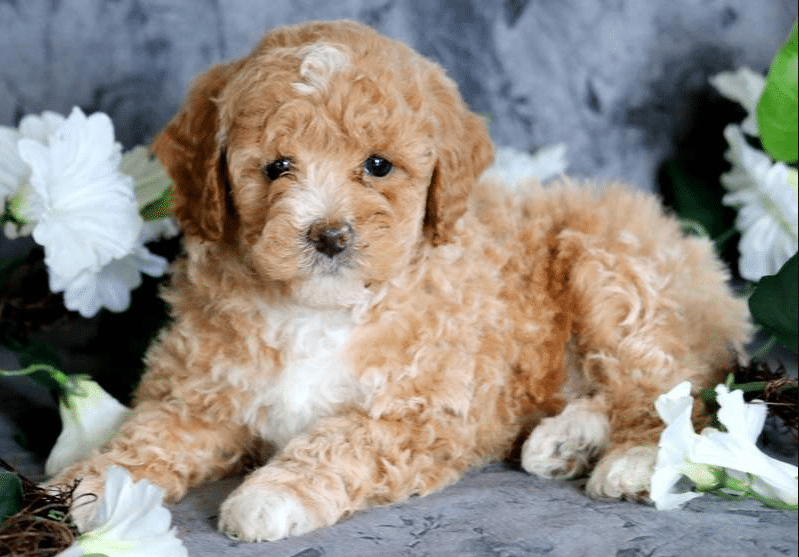 toy poodle dog