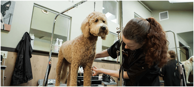 Grooming Can Help Keep Your Pet Healthy 