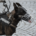 k-9 units