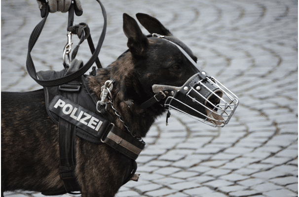 k-9 units