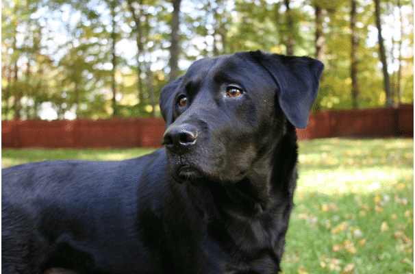 backyard ideas for dogs