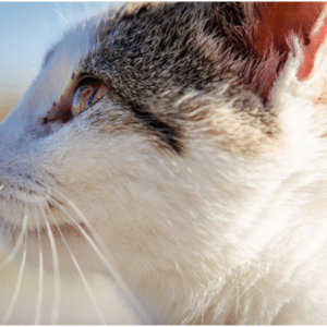 how to prevent utis in cats