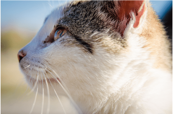 how to prevent utis in cats