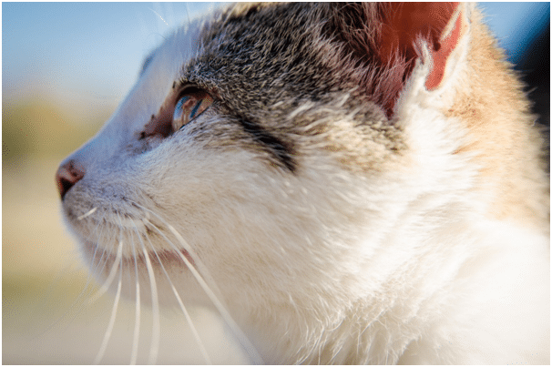 how to prevent utis in cats