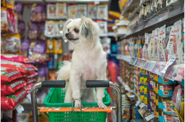 pet trends