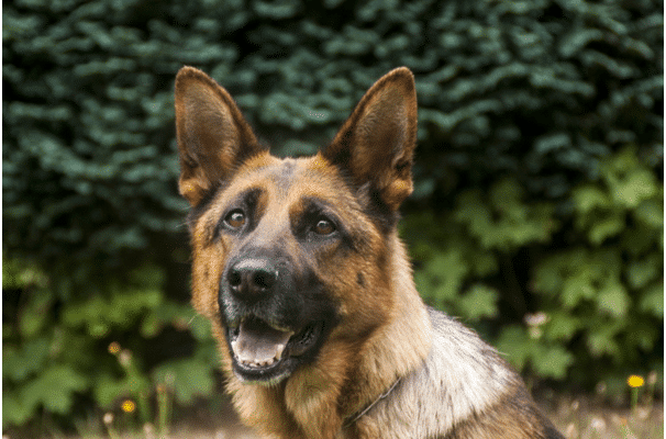 raising a German Shepherd