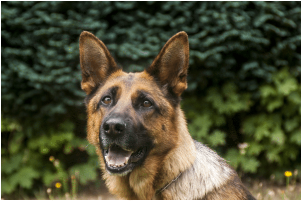 7 Things to Know Before Raising a German Shepherd - ThePetsAbout