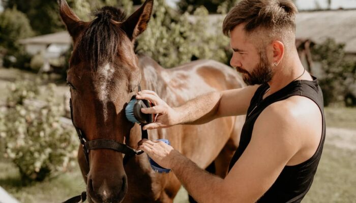 Horse Care Routine