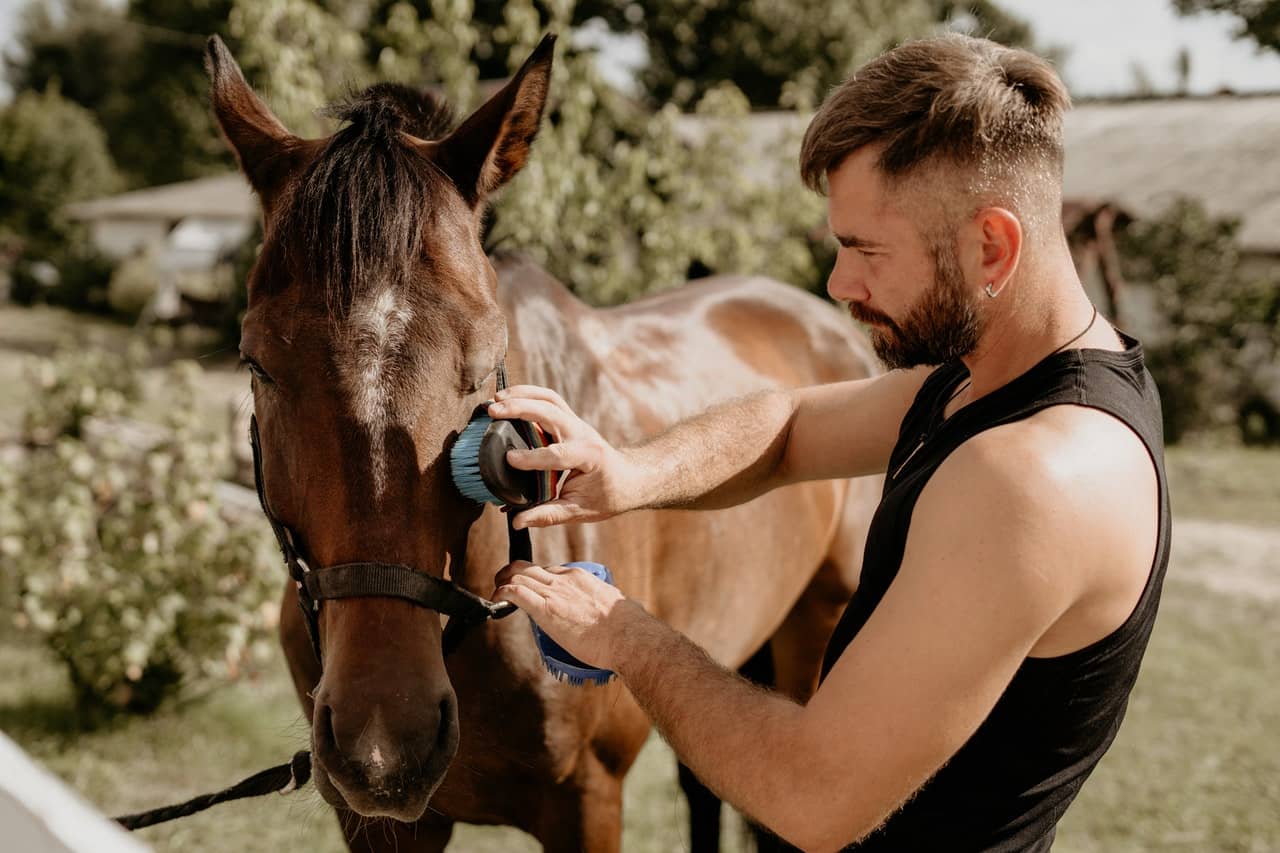 Horse Care Routine