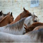 horse breeds