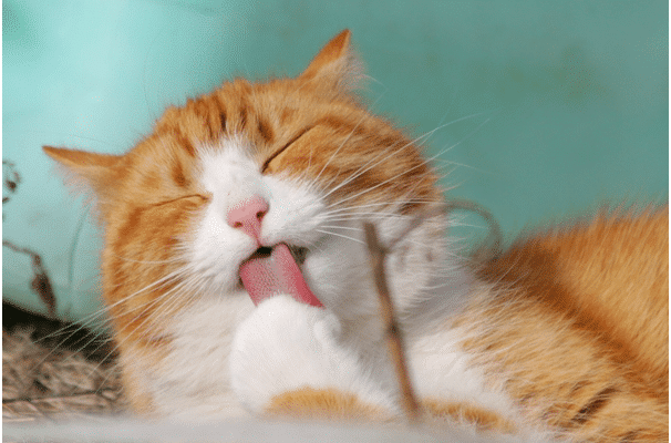 automatic cat feeder