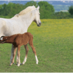 Baby horses