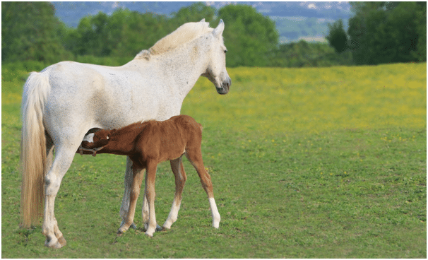 Baby horses