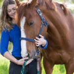 Equestrian gear