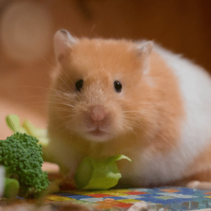 how often should you feed your hamster