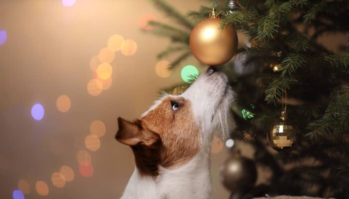 How to Keep Pets Safe from Holiday Decor