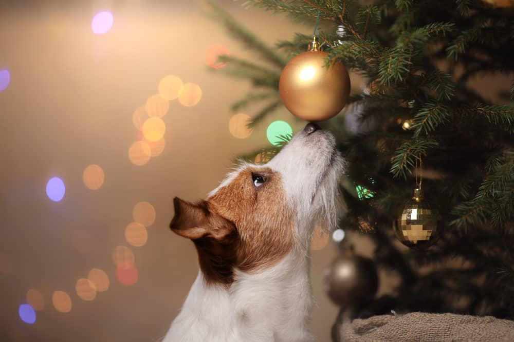 How to Keep Pets Safe from Holiday Decor