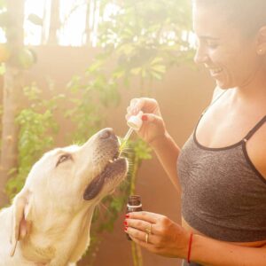 Facts About Heartworm Treatment Every Dog Parent Needs to Know
