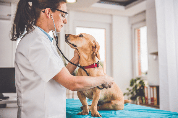 pet check up