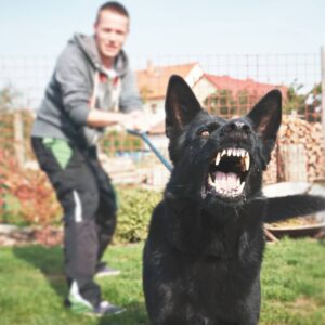 Why Dog Bites Happen And How To Stop Them