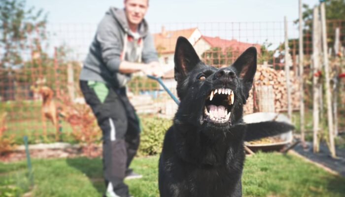 Why Dog Bites Happen And How To Stop Them