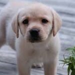 Buying a Purebred Puppy