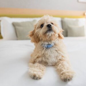 Things To Look For In A Dog-Friendly Accommodation