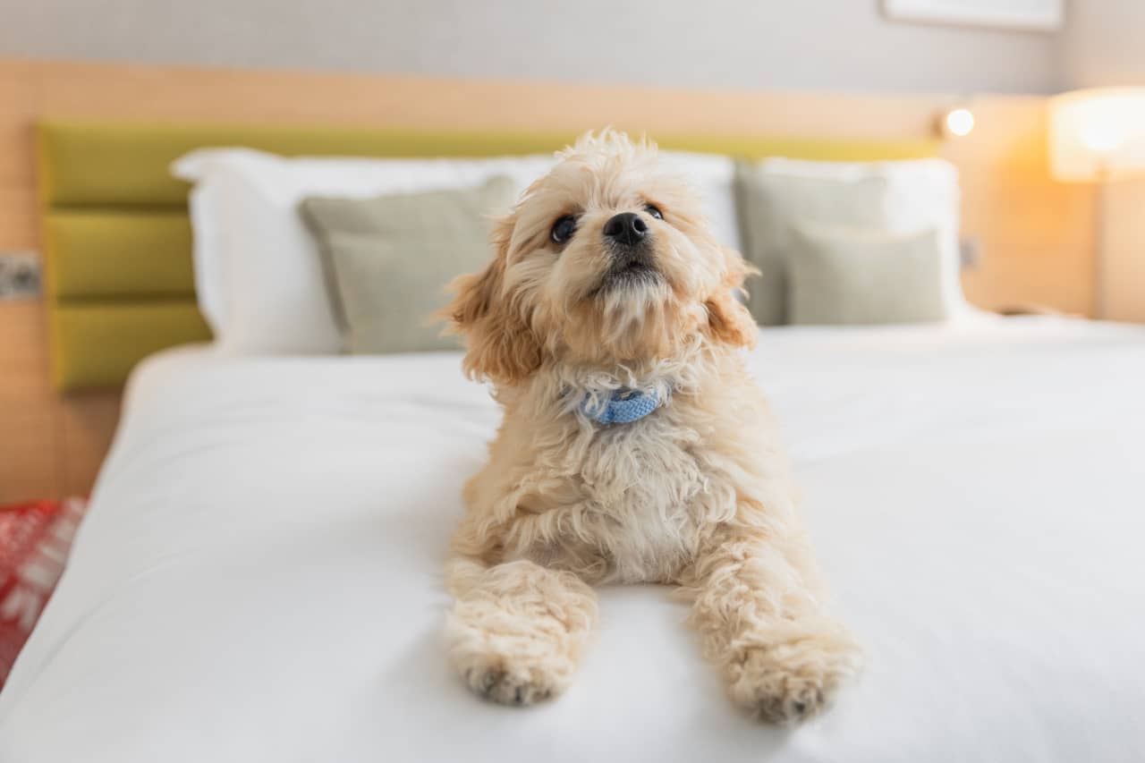 Things To Look For In A Dog-Friendly Accommodation