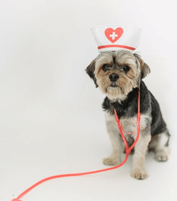 buy pet medicine online