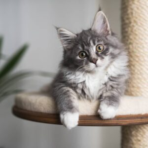 Buying a Pinetales Cat Bed